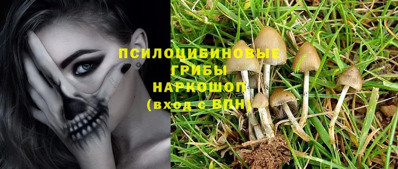 Галлюциногенные грибы Psilocybine cubensis  купить закладку  Каневская 